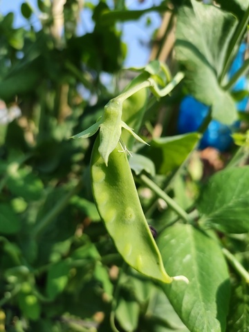 豌豆荚特写植物摄影