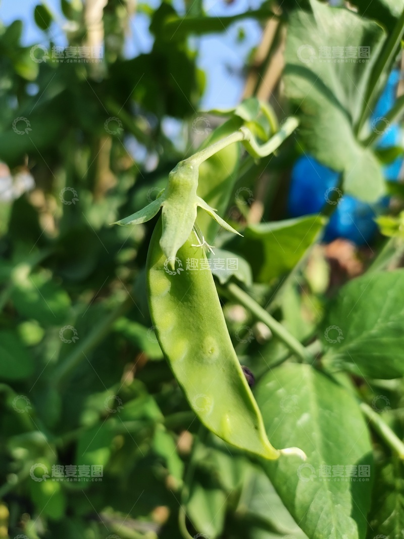 高清大图下载【趣麦麦图】豌豆荚特写植物摄影