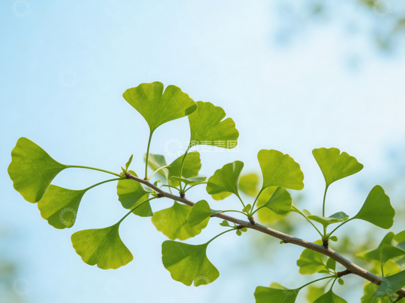 高清大图下载【趣麦麦图】银杏树枝仰拍