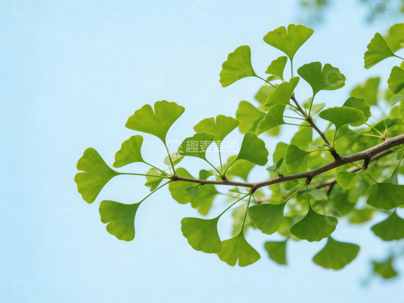 高清大图下载【趣麦麦图】银杏树枝仰拍2