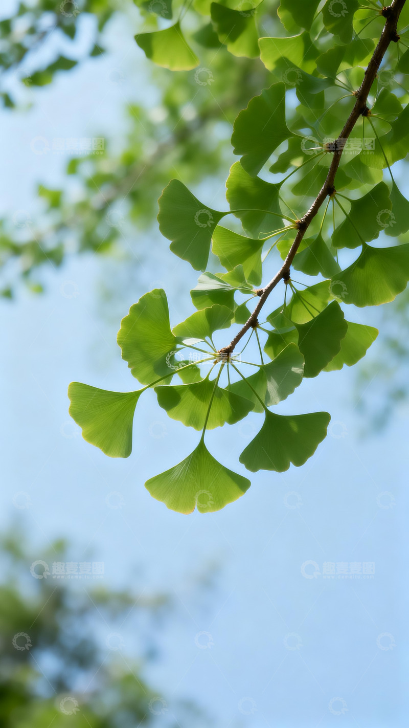 高清大图下载【趣麦麦图】银杏树枝仰拍9