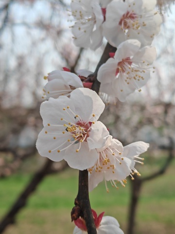 春日杏花盛开美景