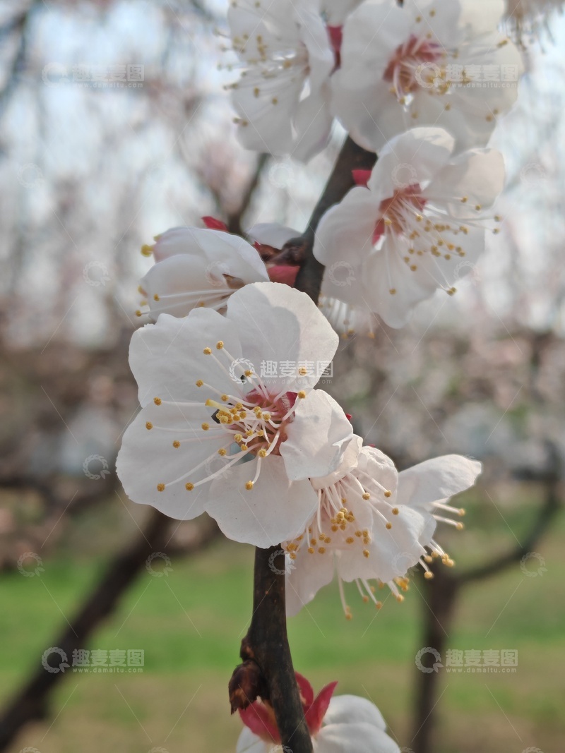 高清大图下载【趣麦麦图】春日杏花盛开美景