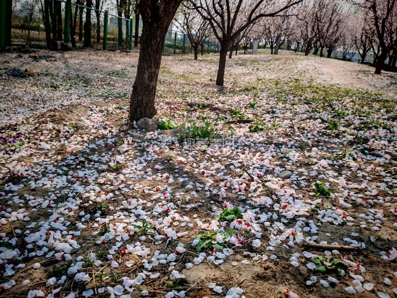 高清大图下载【趣麦麦图】-春日落花树林风景摄影