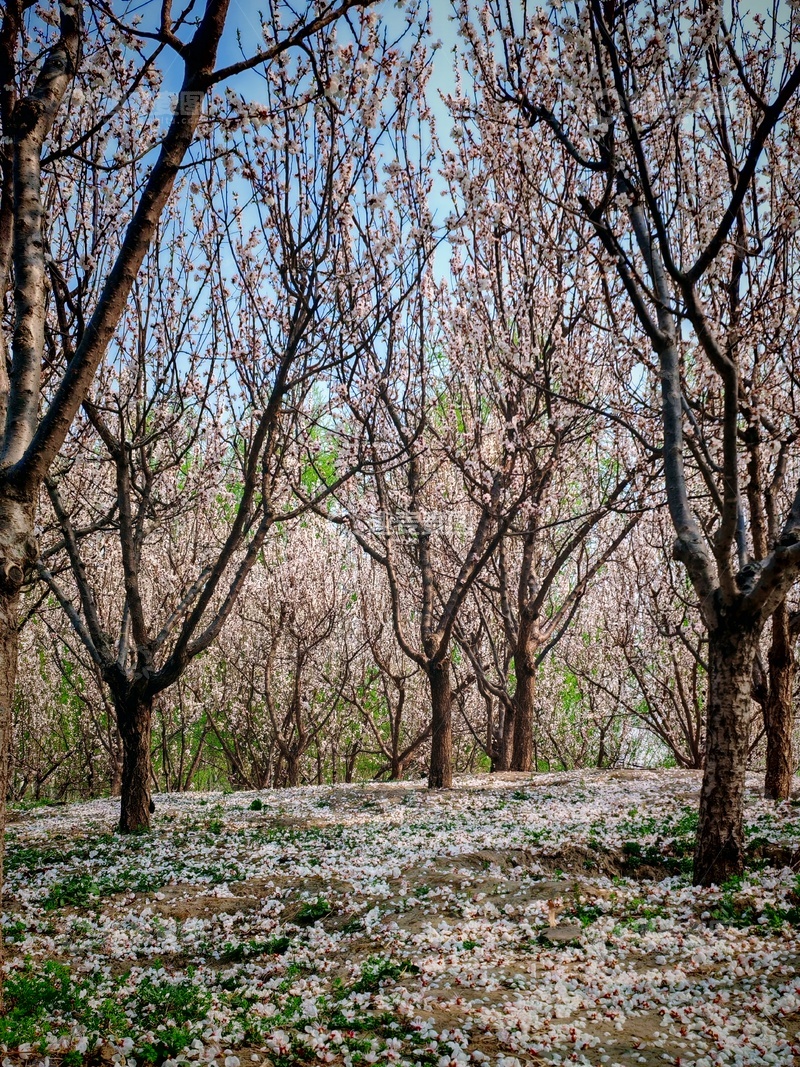 高清大图下载【趣麦麦图】果园花开美景自然风光摄影