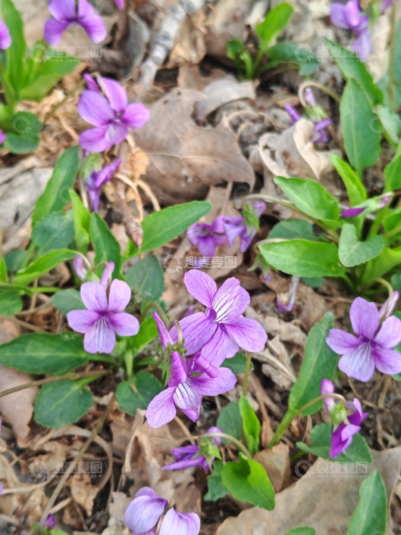 高清大图下载【趣麦麦图】紫花绿叶秋日景色