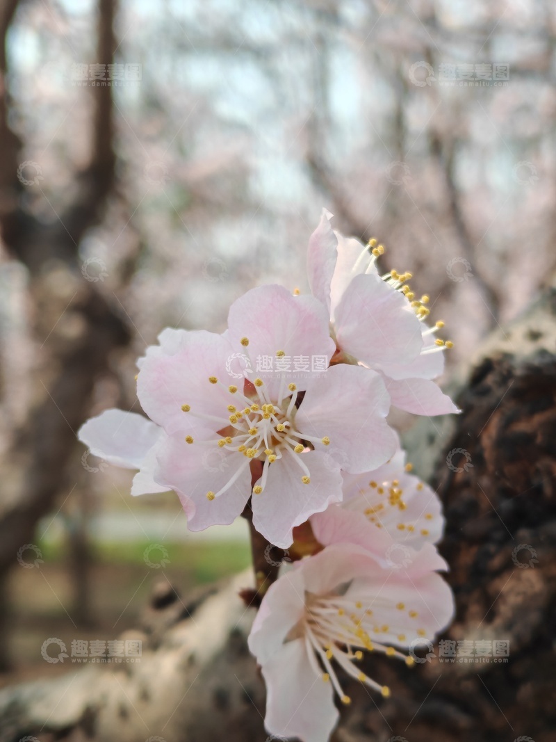 高清大图下载【趣麦麦图】春日樱花绽放美景摄影0