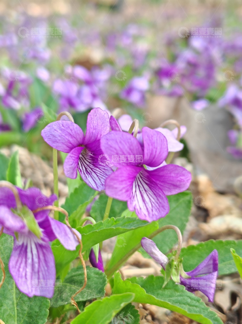 高清大图下载【趣麦麦图】紫罗兰盛开春天花园景观