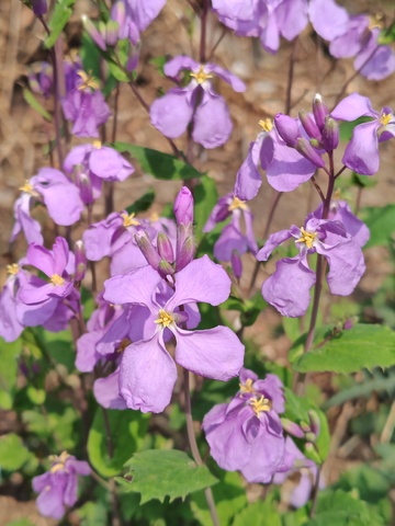 紫色花卉绽放自然美景