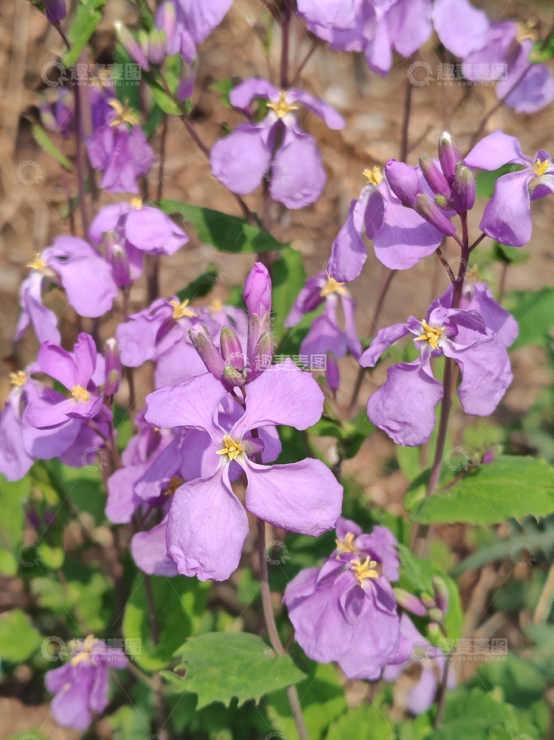 高清大图下载【趣麦麦图】紫色花卉绽放自然美景