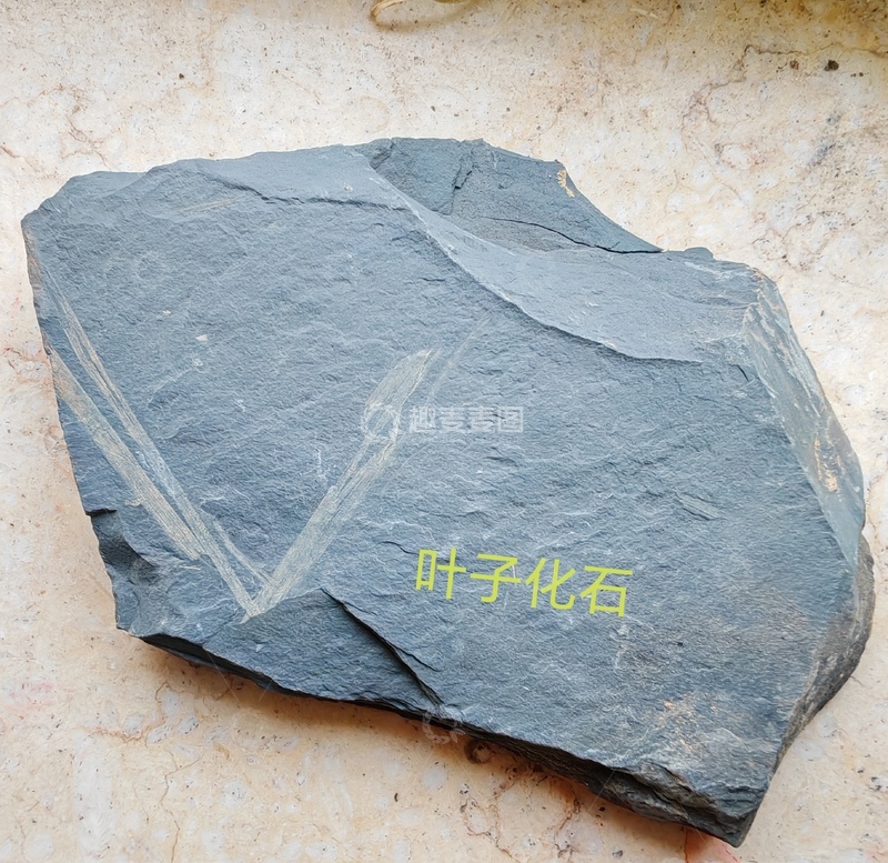 高清大图下载【趣麦麦图】叶子化石11111