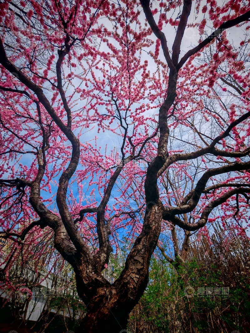 高清大图下载【趣麦麦图】春日绽放梅花树美景