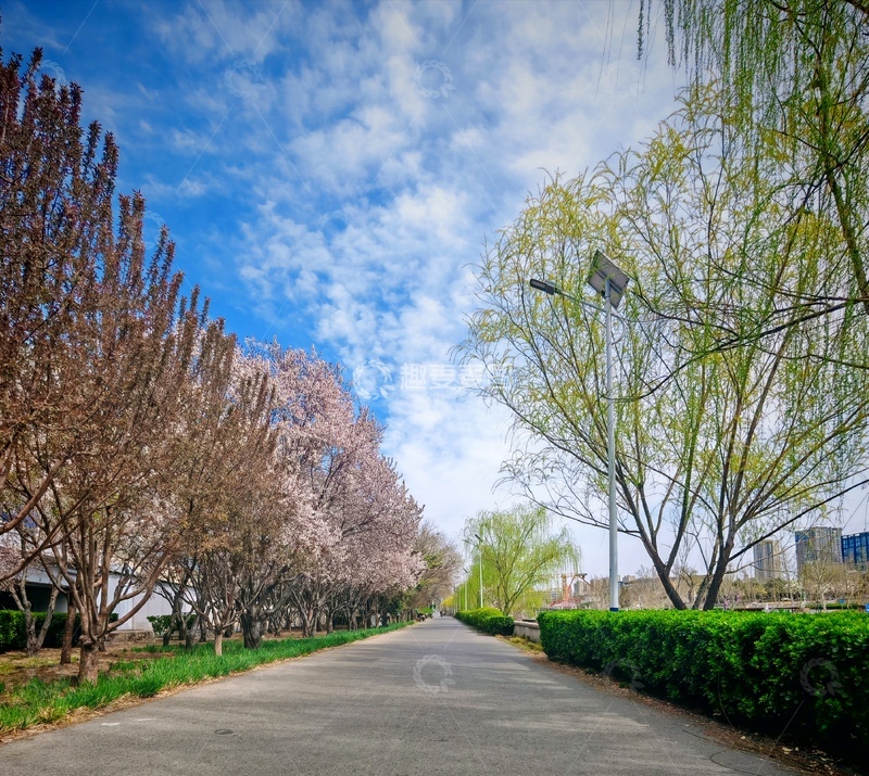 高清大图下载【趣麦麦图】春日小径樱花盛开