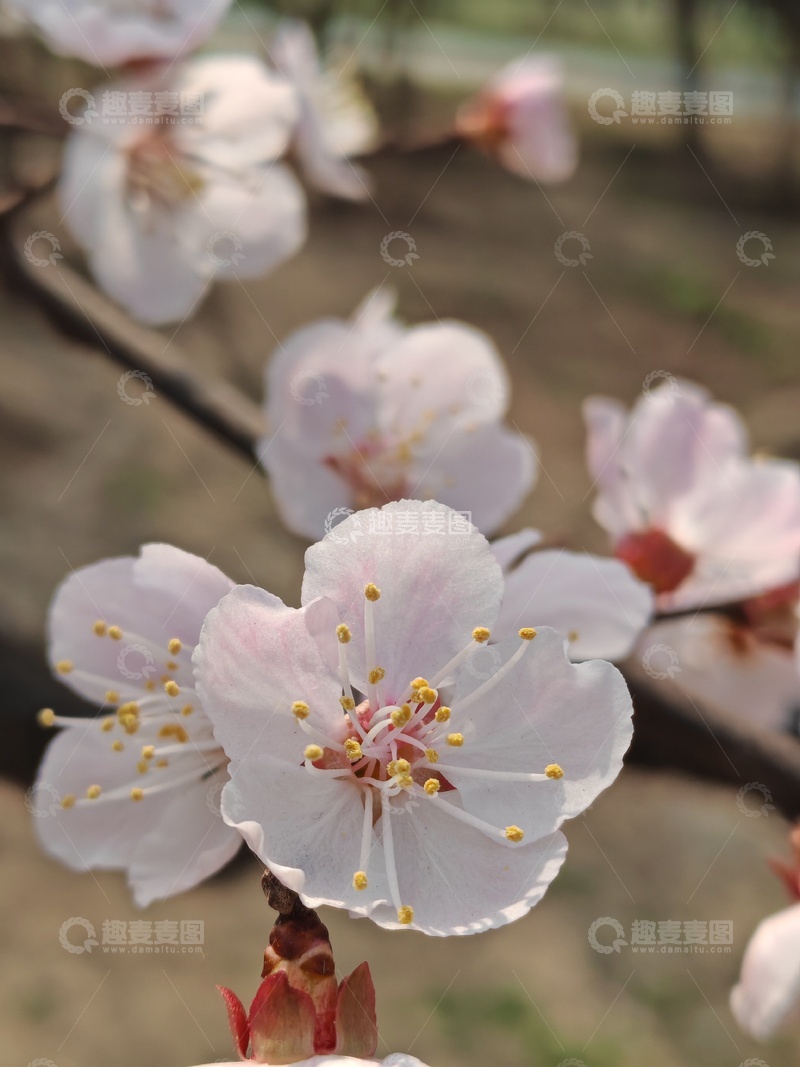 高清大图下载【趣麦麦图】春日桃花盛开美景摄影90