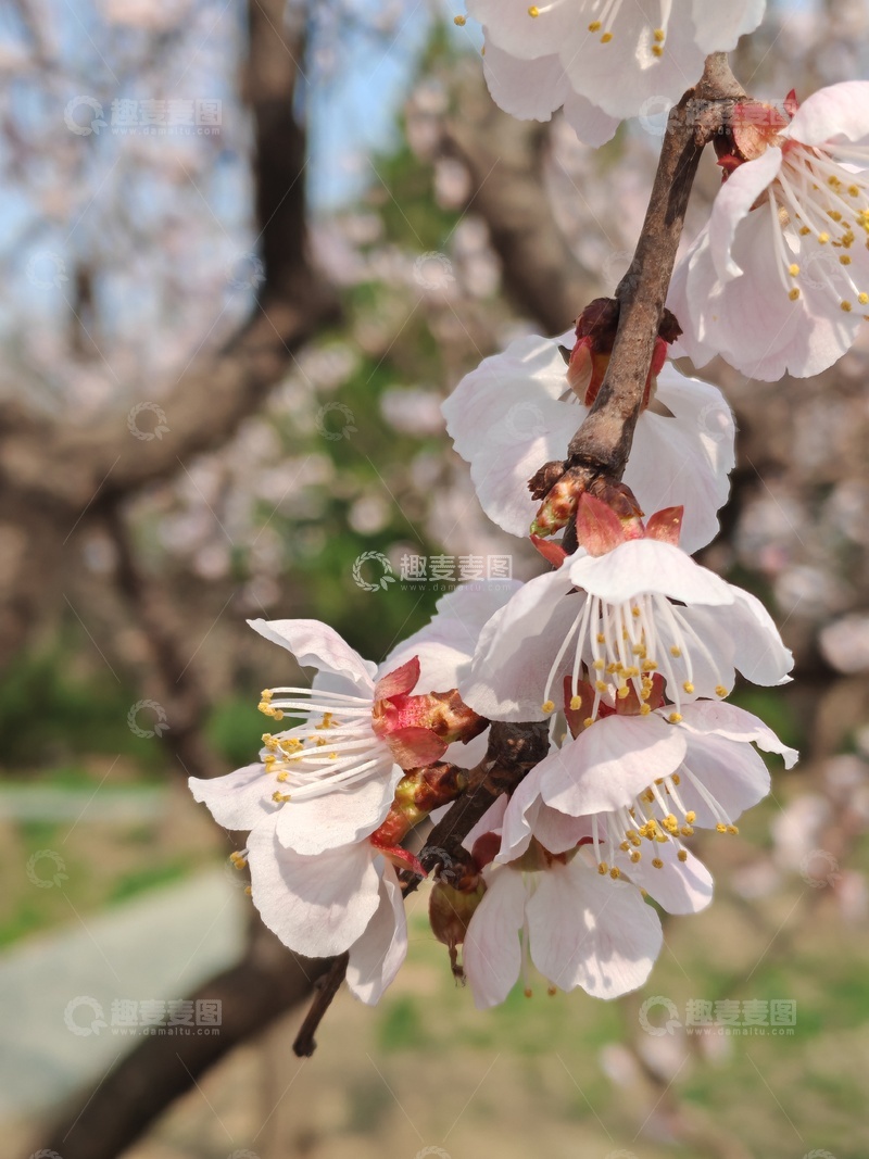 高清大图下载【趣麦麦图】春日樱花盛开美景摄影00