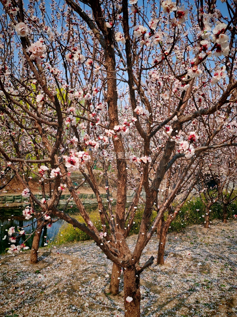 高清大图下载【趣麦麦图】春日杏花盛开景观自然风光