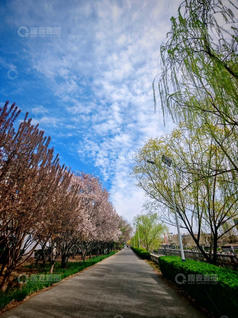 高清大图下载【趣麦麦图】-春日小径樱花盛开美景
