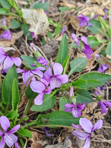 早春野紫花绽放美景