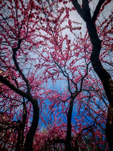 桃花盛开春光美