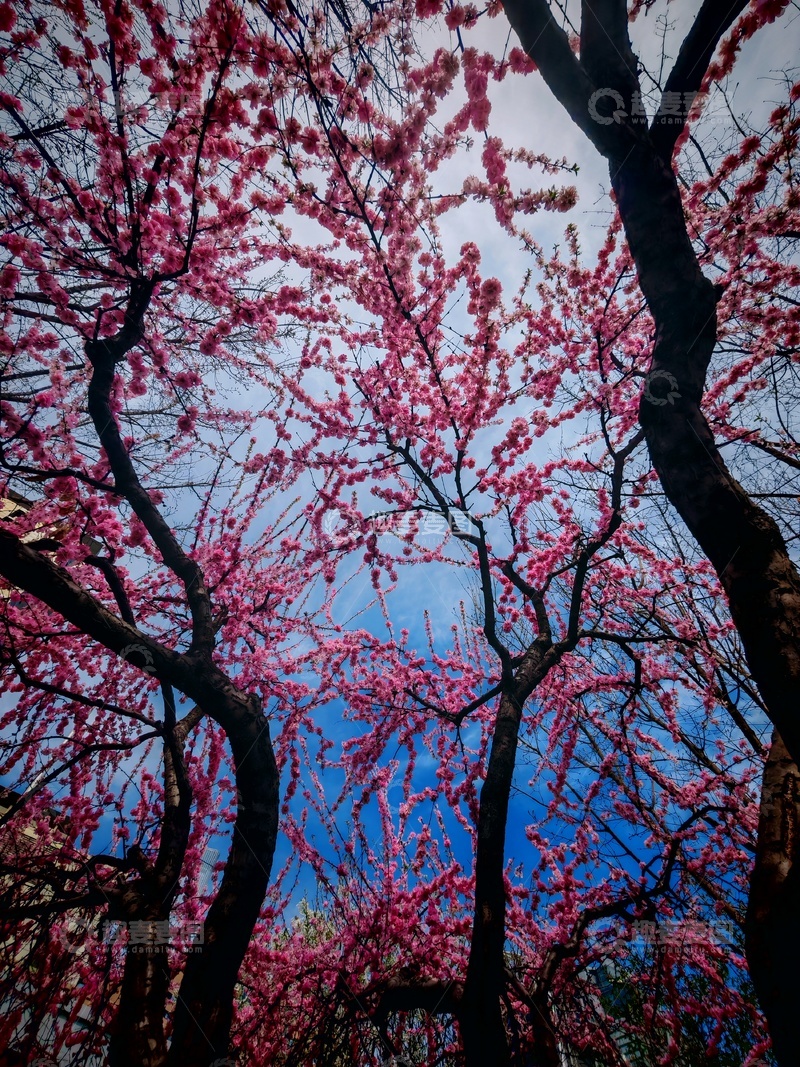 高清大图下载【趣麦麦图】桃花盛开春光美