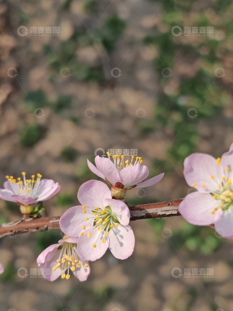 高清大图下载【趣麦麦图】春日桃花绽放美景
