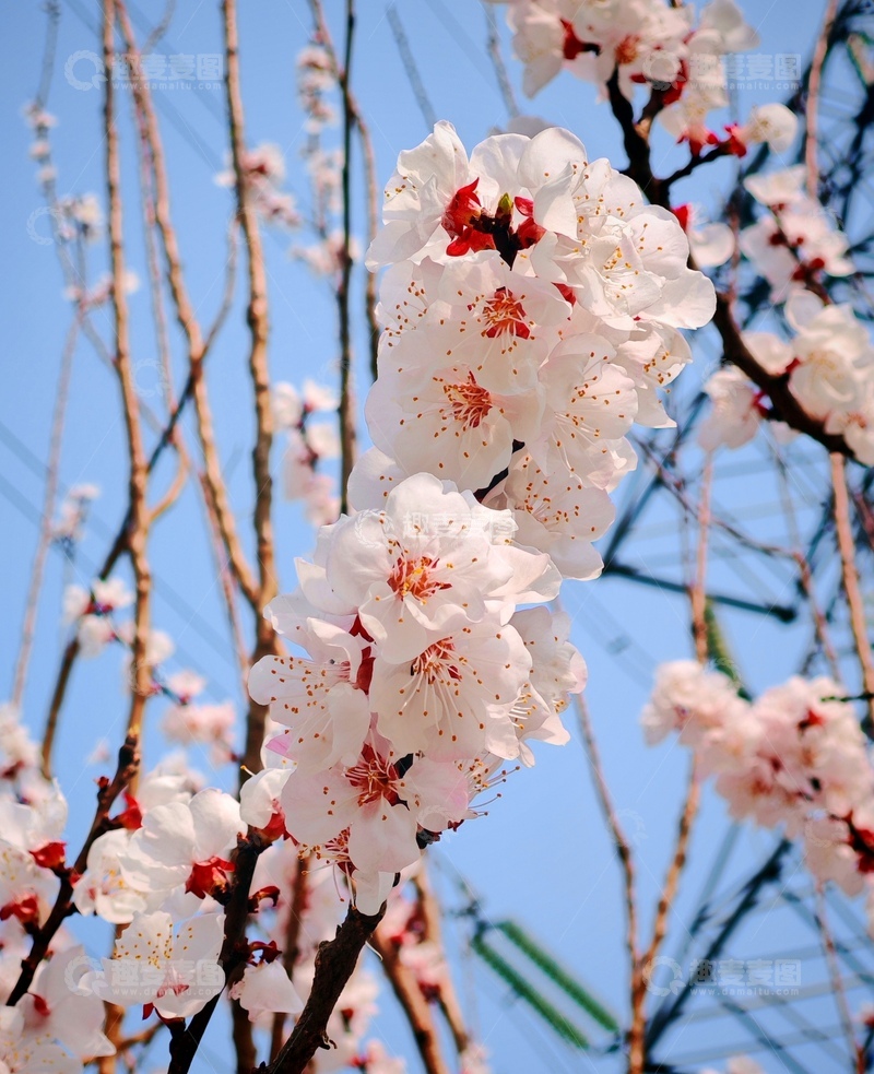 高清大图下载【趣麦麦图】春日杏花绽放蓝天背景