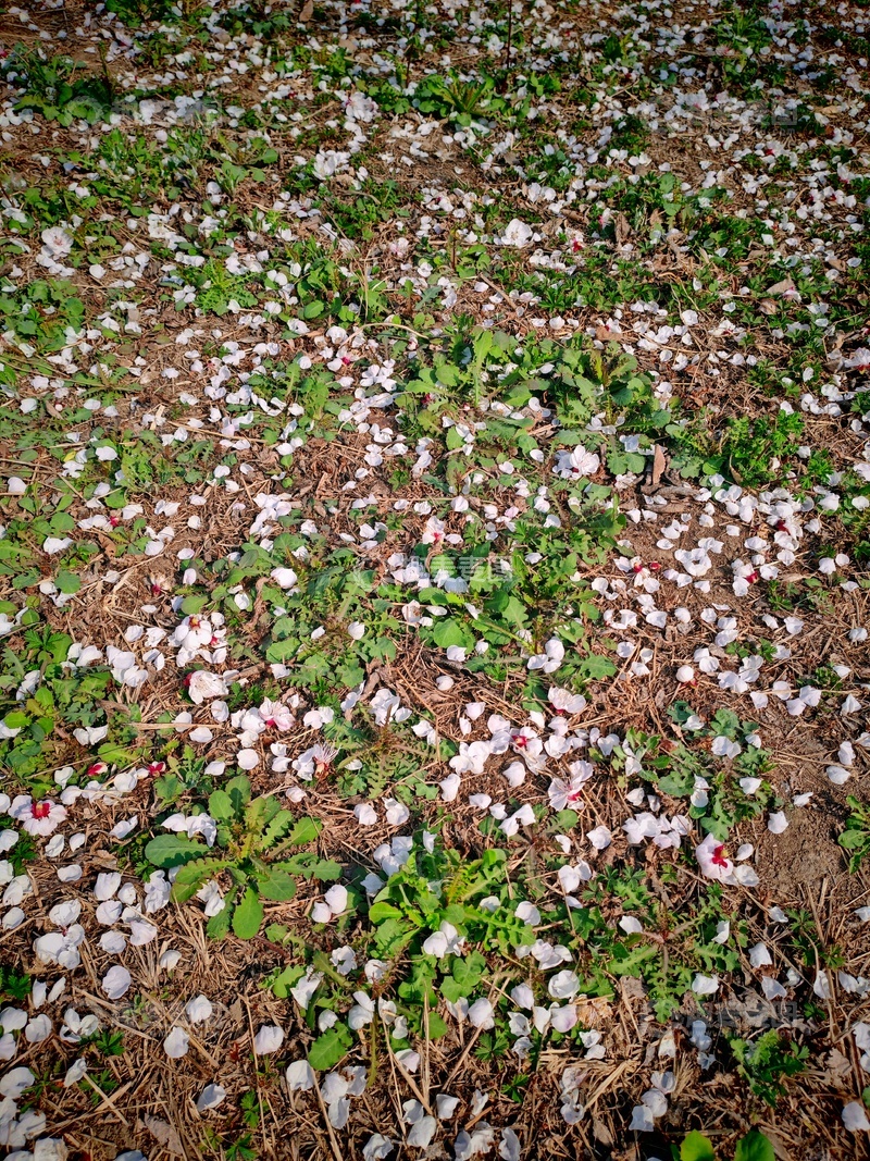 高清大图下载【趣麦麦图】棉花田景象自然摄影