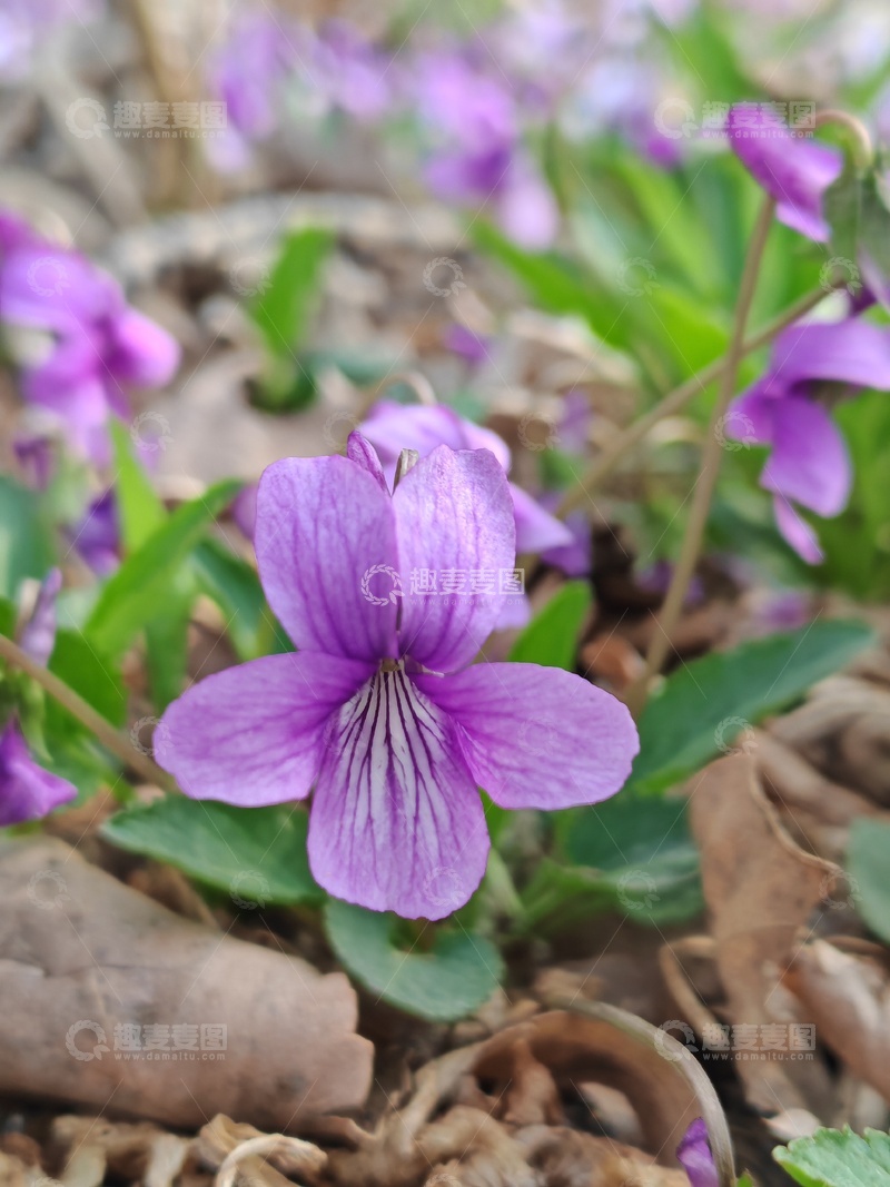 高清大图下载【趣麦麦图】春日野花香紫罗兰