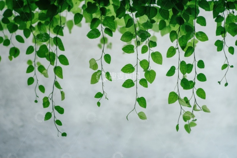 高清大图下载【趣麦麦图】下垂的绿色枝条