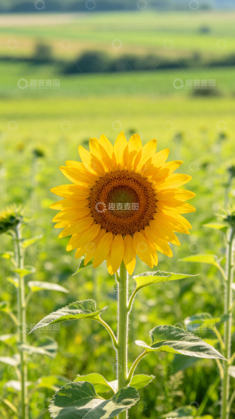 高清大图下载【趣麦麦图】田园风向日葵特写摄影图片