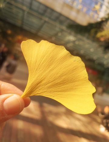 银杏叶特写自然美景