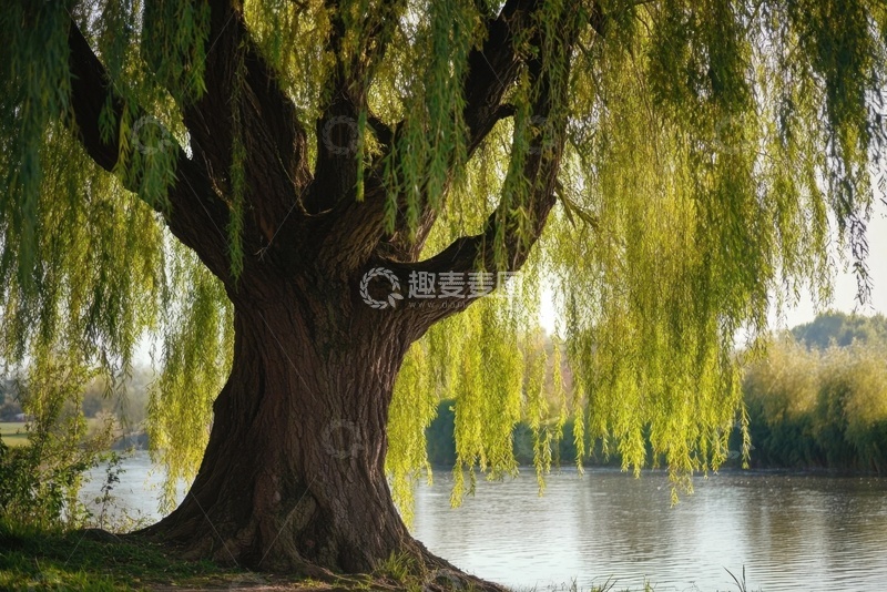 高清大图下载【趣麦麦图】生长在河边的大柳树