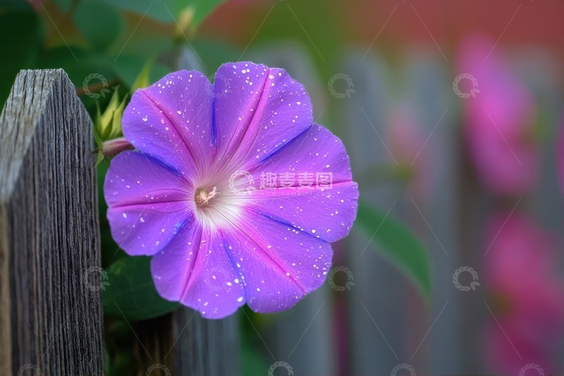 高清大图下载【趣麦麦图】盛开的一朵喇叭花