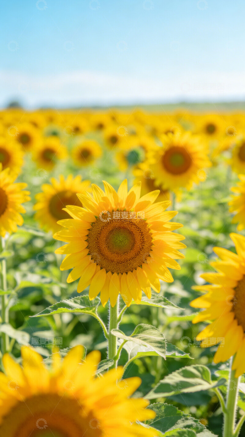 高清大图下载【趣麦麦图】阳光向日葵花海自然风光