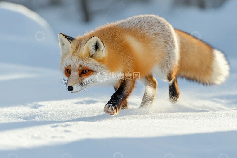 高清大图下载【趣麦麦图】雪地里行走的红狐狸