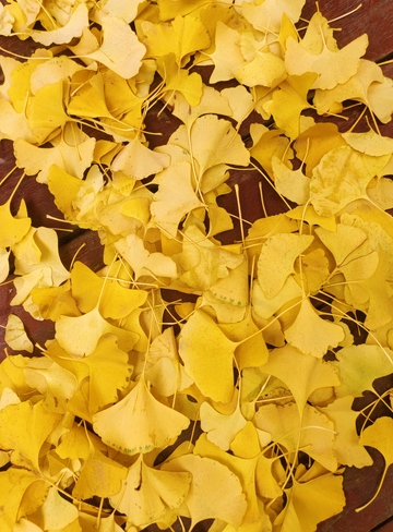 秋日银杏叶满地景观