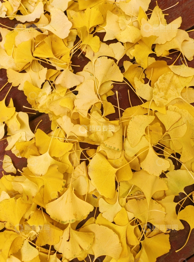 高清大图下载【趣麦麦图】秋日银杏叶满地景观