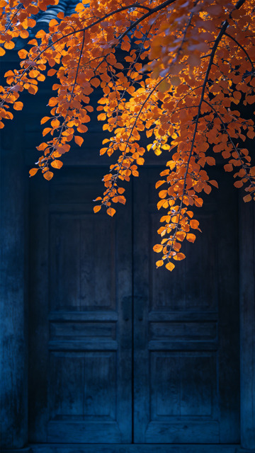 门前金黄色叶子