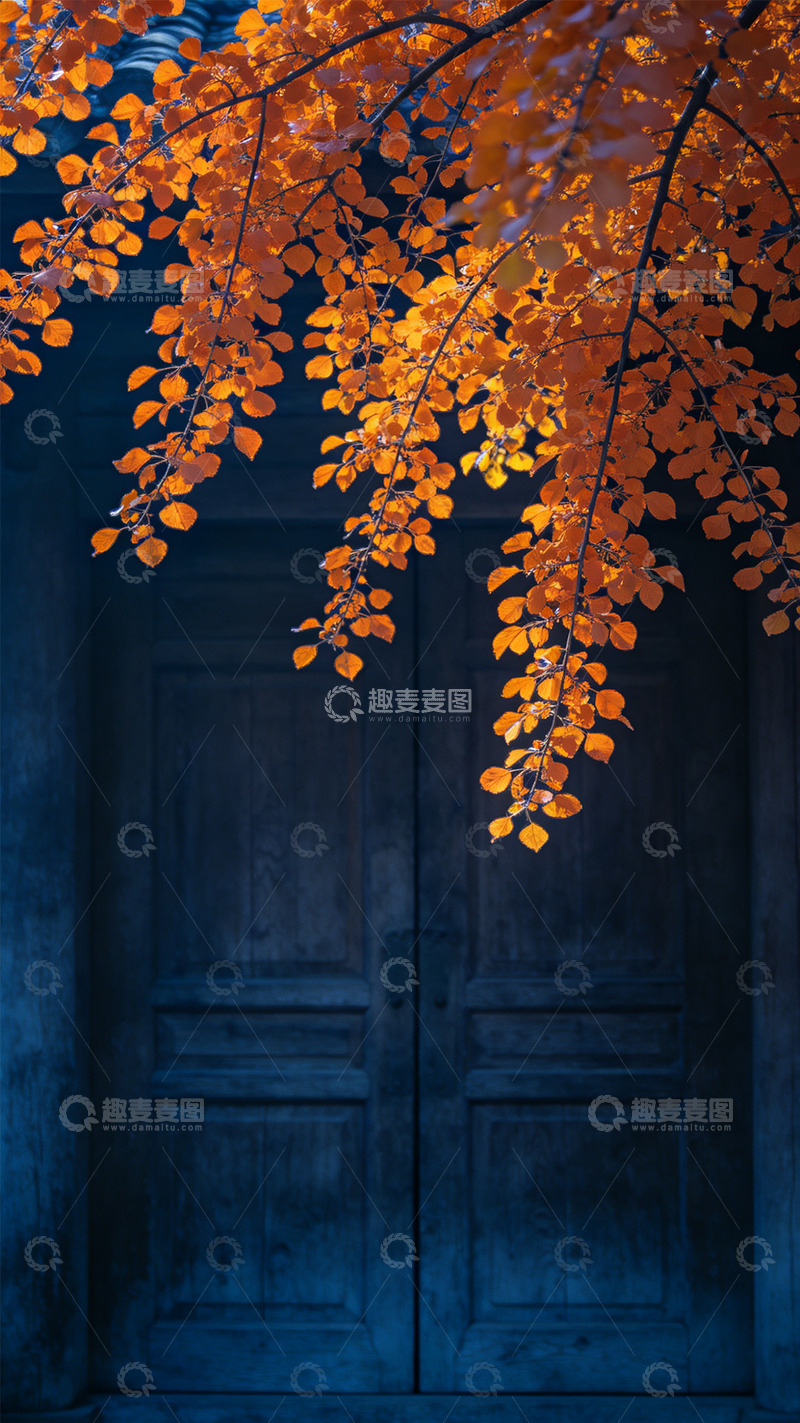 高清大图下载【趣麦麦图】门前金黄色叶子