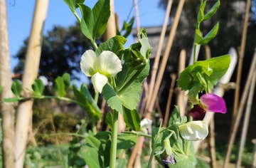 豌豆花盛开园中景