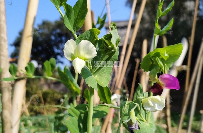 高清大图下载【趣麦麦图】豌豆花盛开园中景