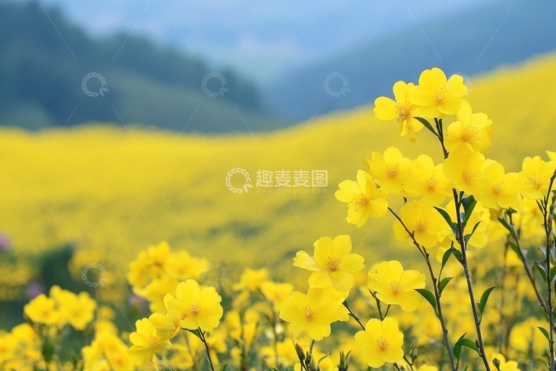 高清大图下载【趣麦麦图】一片盛开的油菜花花田