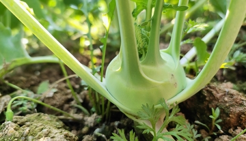 苤蓝头菜植物特写摄影