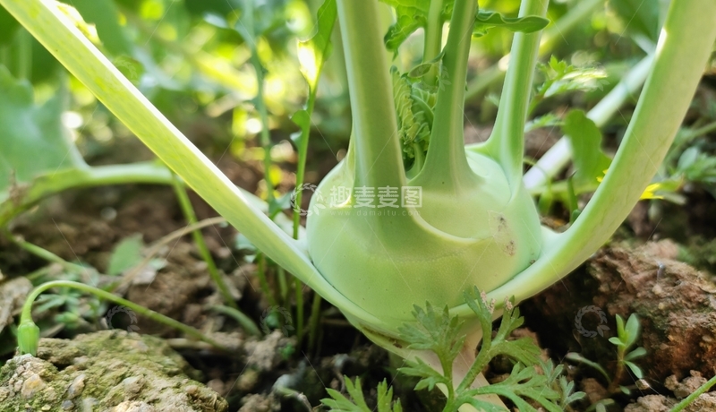 高清大图下载【趣麦麦图】苤蓝头菜植物特写摄影
