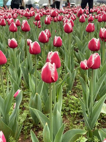 郁金香盛开的季节