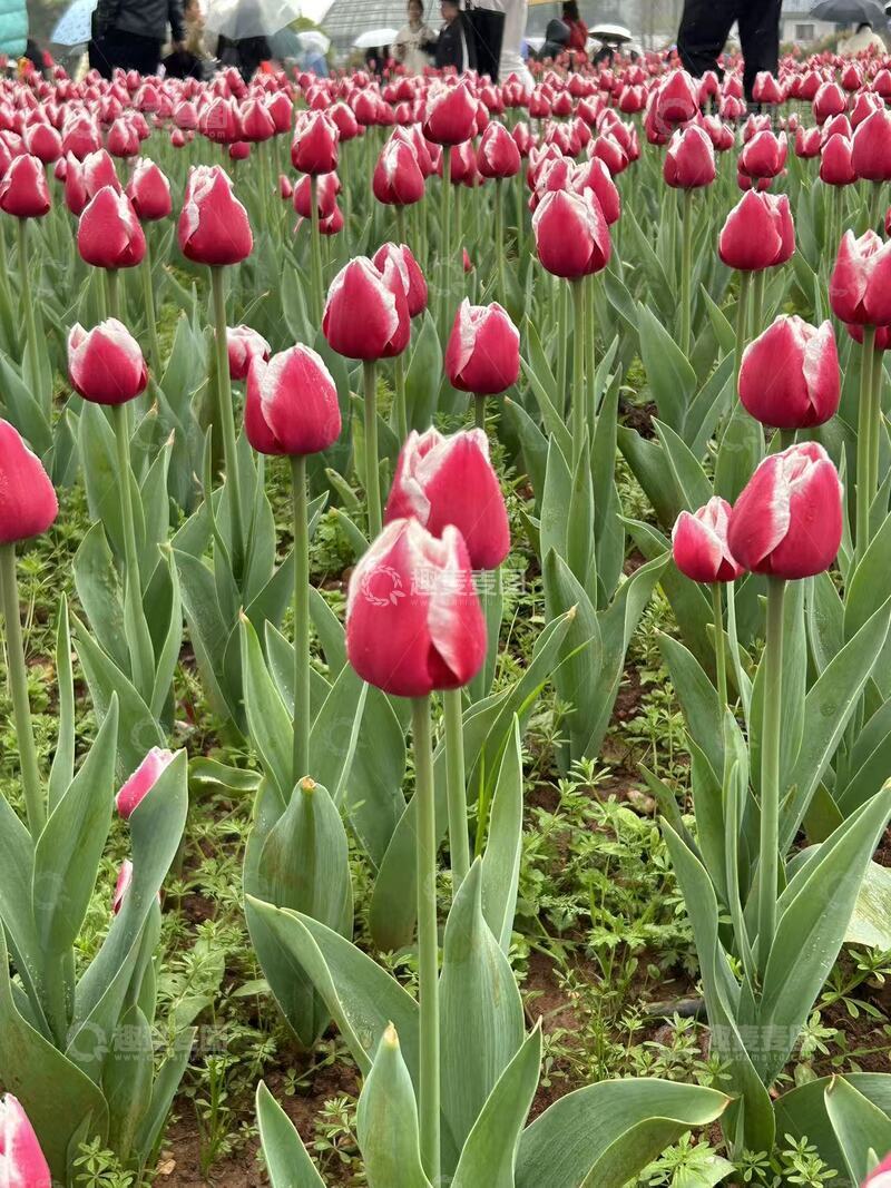 高清大图下载【趣麦麦图】郁金香盛开的季节