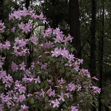 森林杜鹃花盛开