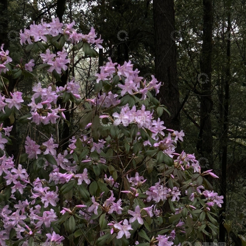 高清大图下载【趣麦麦图】森林杜鹃花盛开