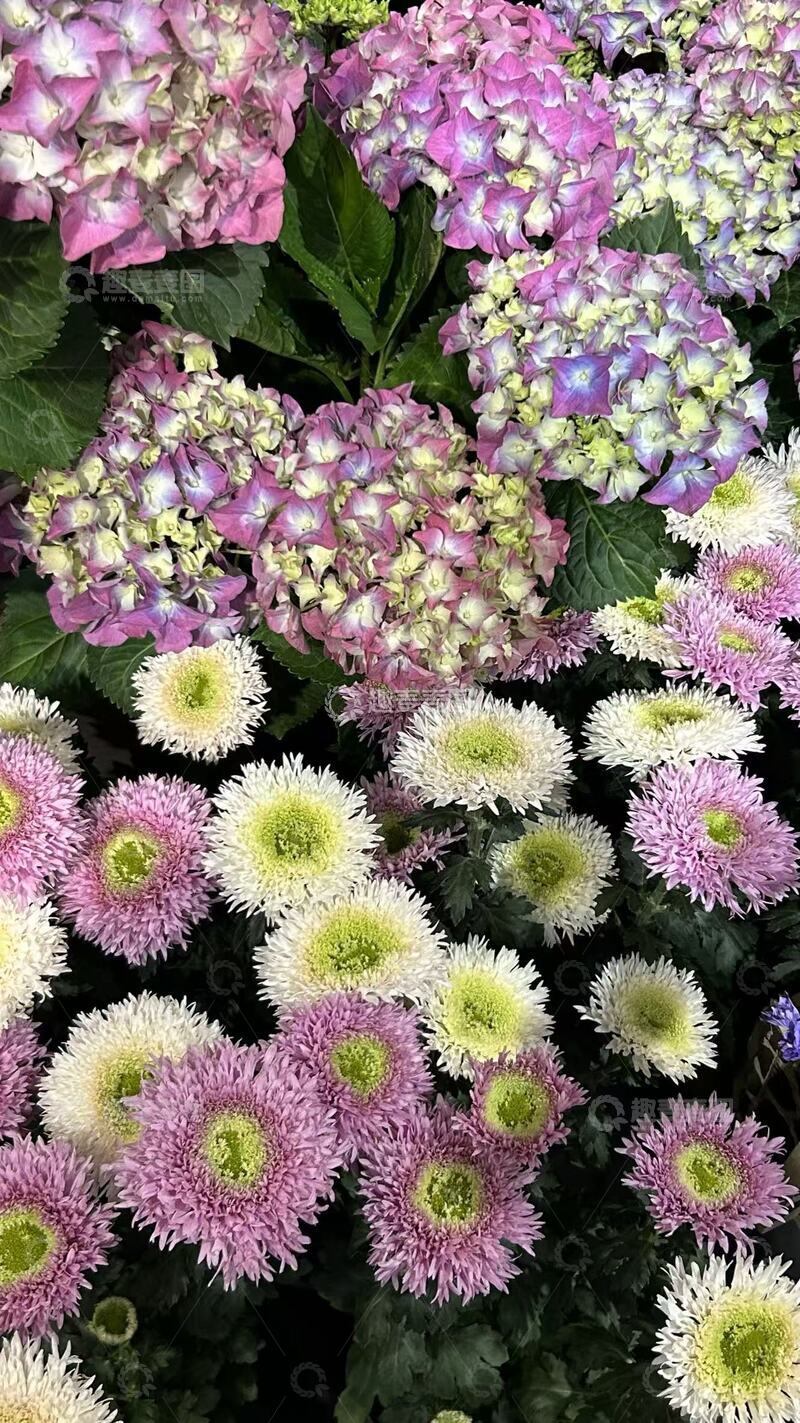 高清大图下载【趣麦麦图】花园绣球与菊花盛放美景