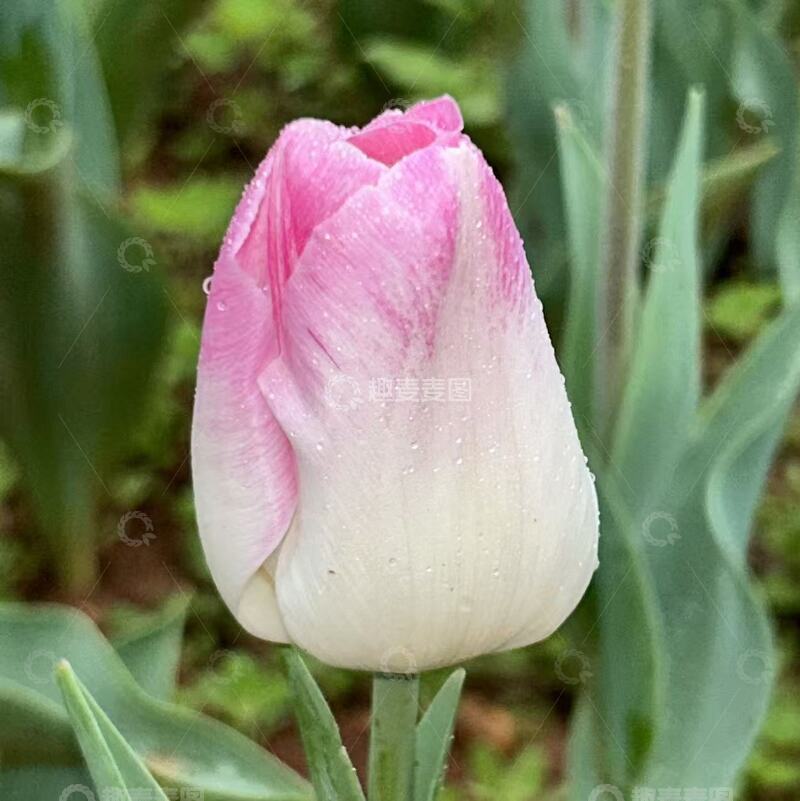 高清大图下载【趣麦麦图】郁金香开啦！